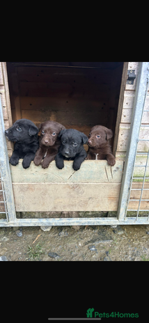 Borador dogs - Advert 4