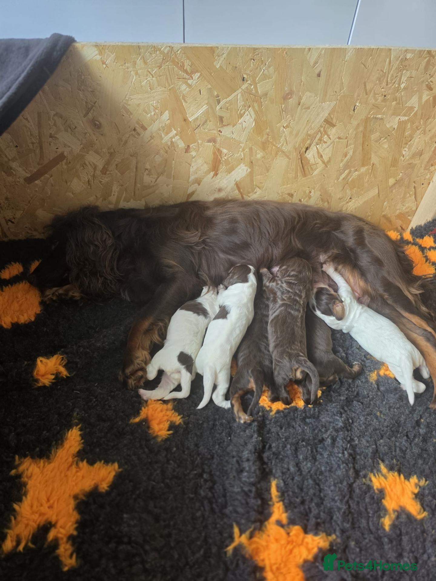 Cocker Spaniel dogs Kc registerd working cocker spaniels - Advert 2