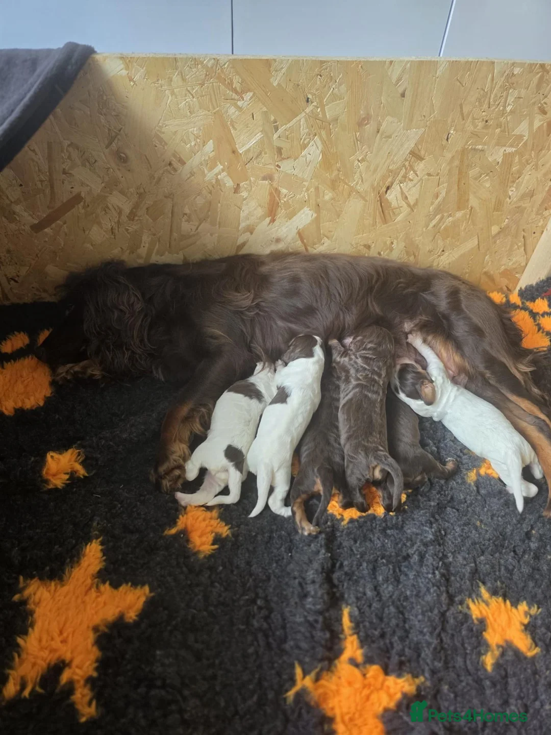 Cocker Spaniel dogs for sale: Kc registerd working cocker spaniels - Advert 1