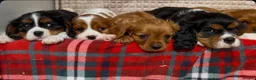 Cavalier King Charles Spaniel dogs for sale: STUNNING CAVALIER KING CHARLES PUPPIES  - Advert 16