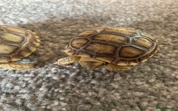 Tortoise reptiles for sale: Sulcata  tortoise hatchlings - Image 2