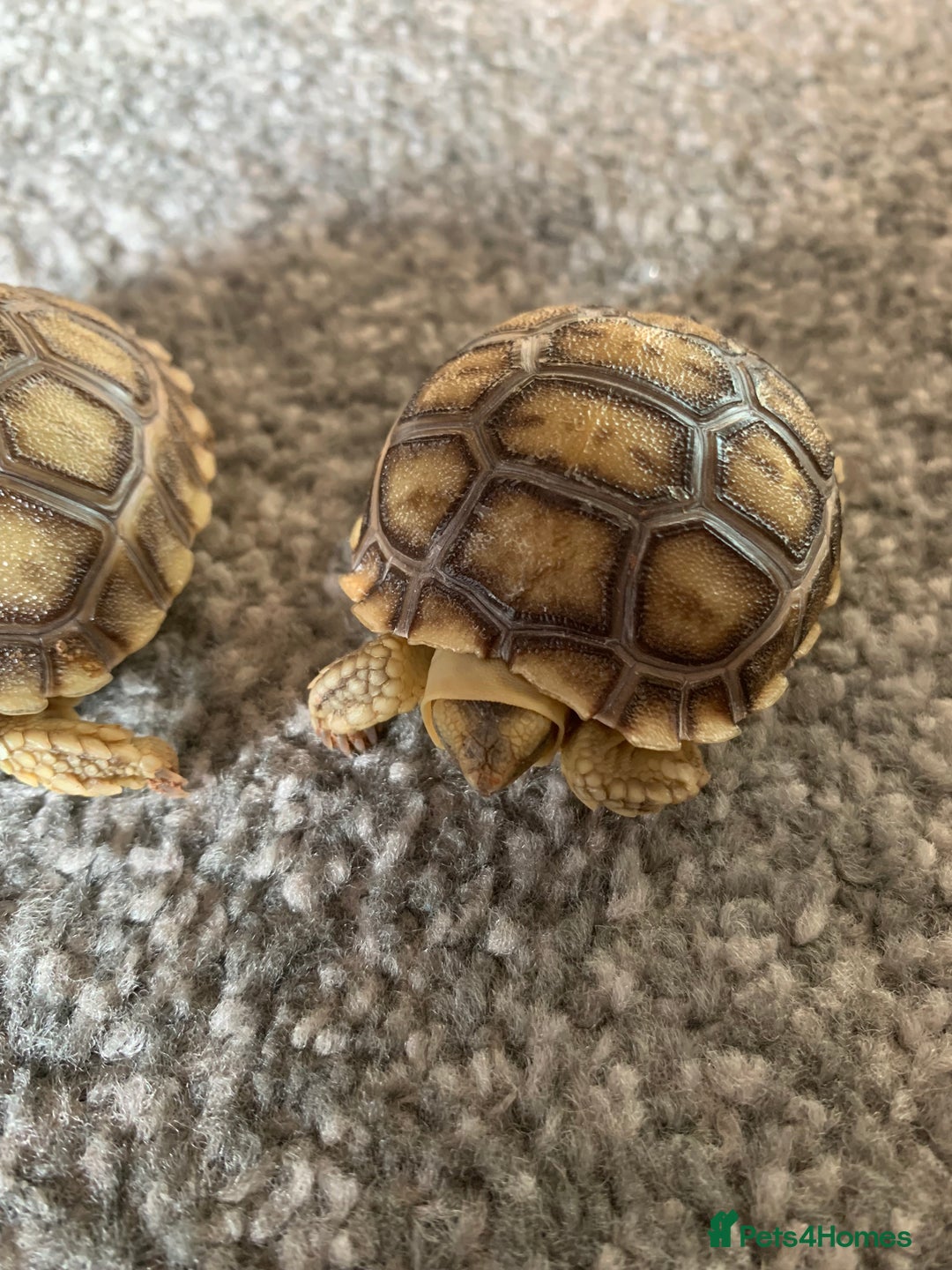 Tortoise reptiles for sale: Sulcata  tortoise hatchlings - Image 2