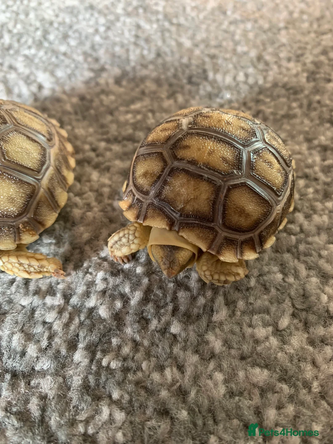 Tortoise reptiles for sale: Sulcata  tortoise hatchlings - Advert 3