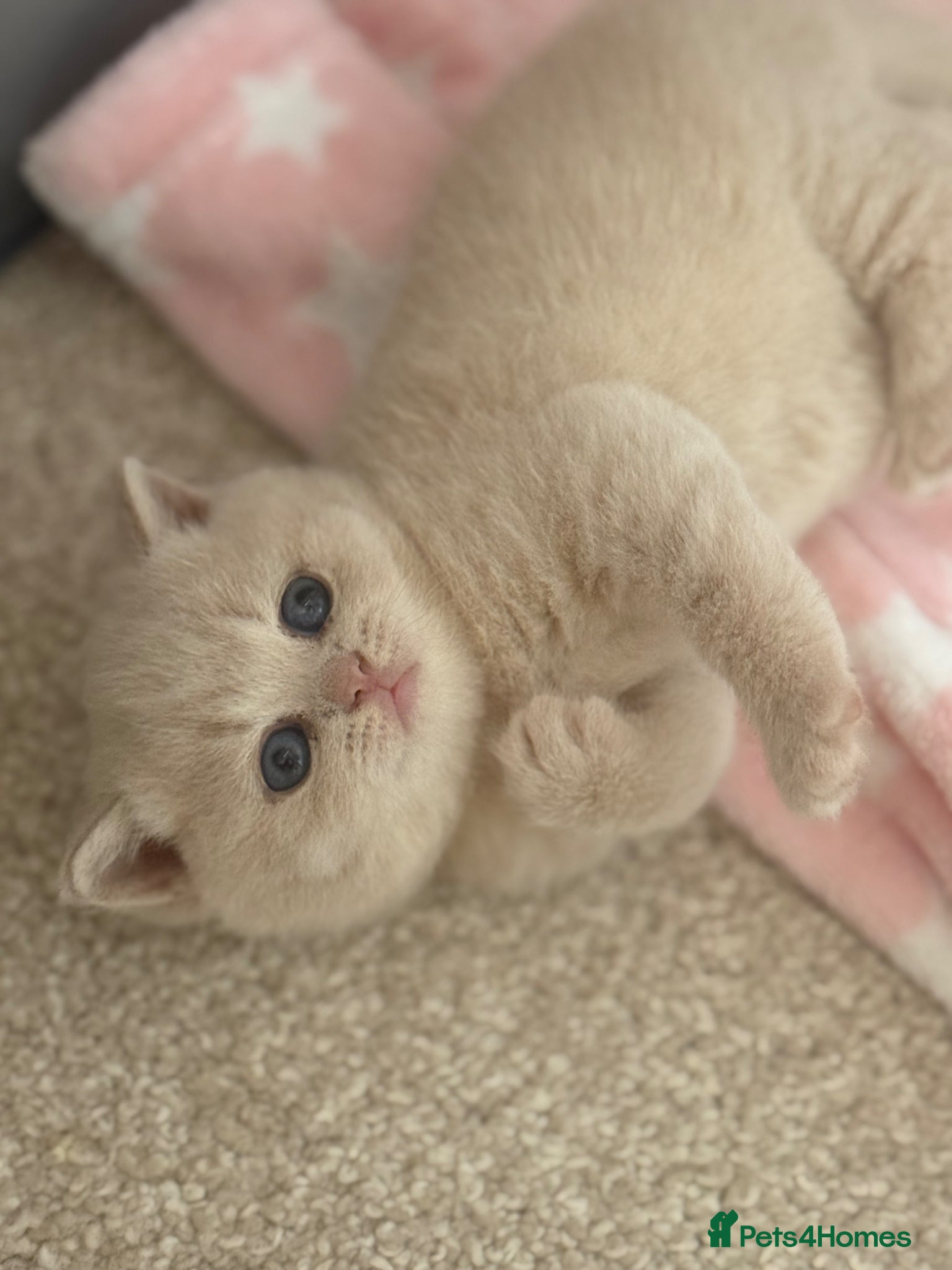 British Shorthair cats for sale: CREAM BRITISH SHORTHAIR MALE - GCCF REG - Advert 9