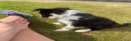 Border Collie dogs for sale: Beautiful boy border collie puppy - Advert 6