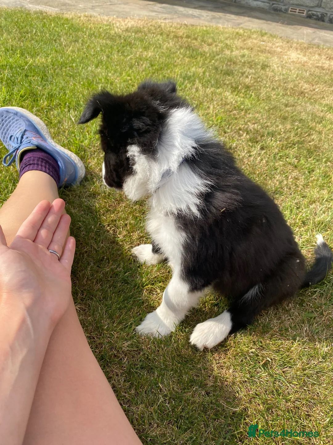Border Collie dogs for sale: Beautiful boy border collie puppy - Advert 6