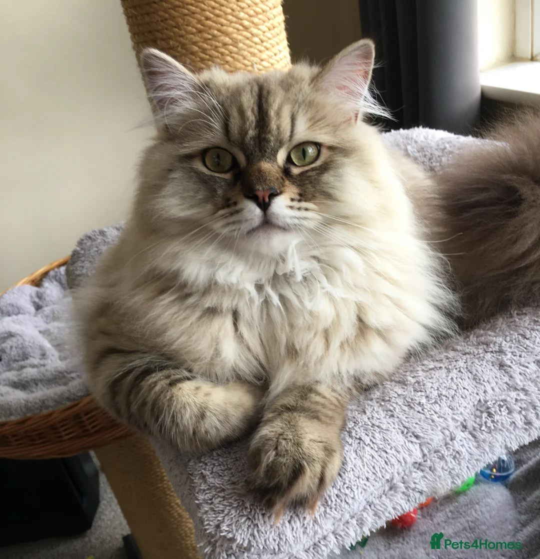 RagaMuffin cats for sale: Rare GCCF RagaMuffin kitten in Exeter - Advert 1
