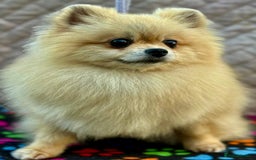 Pomeranian dogs for adoption: Dolce’s Story: From Brokenness to Hope - Image 2