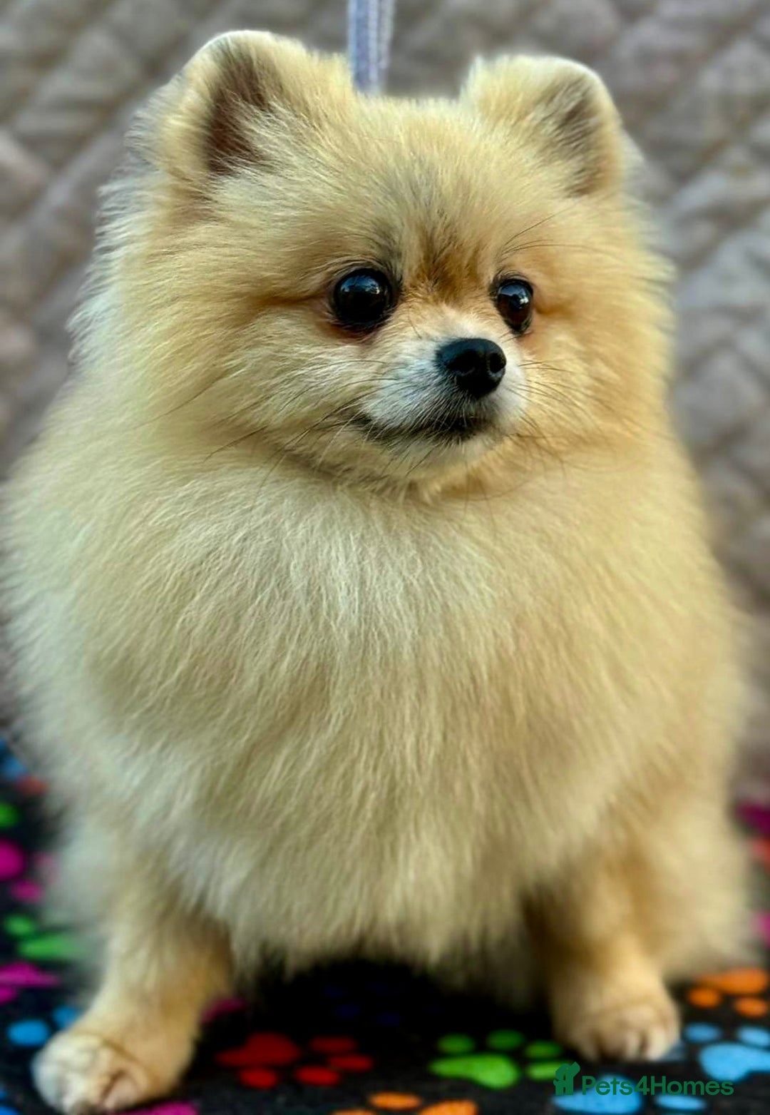 Pomeranian dogs for adoption: Dolce’s Story: From Brokenness to Hope - Image 2