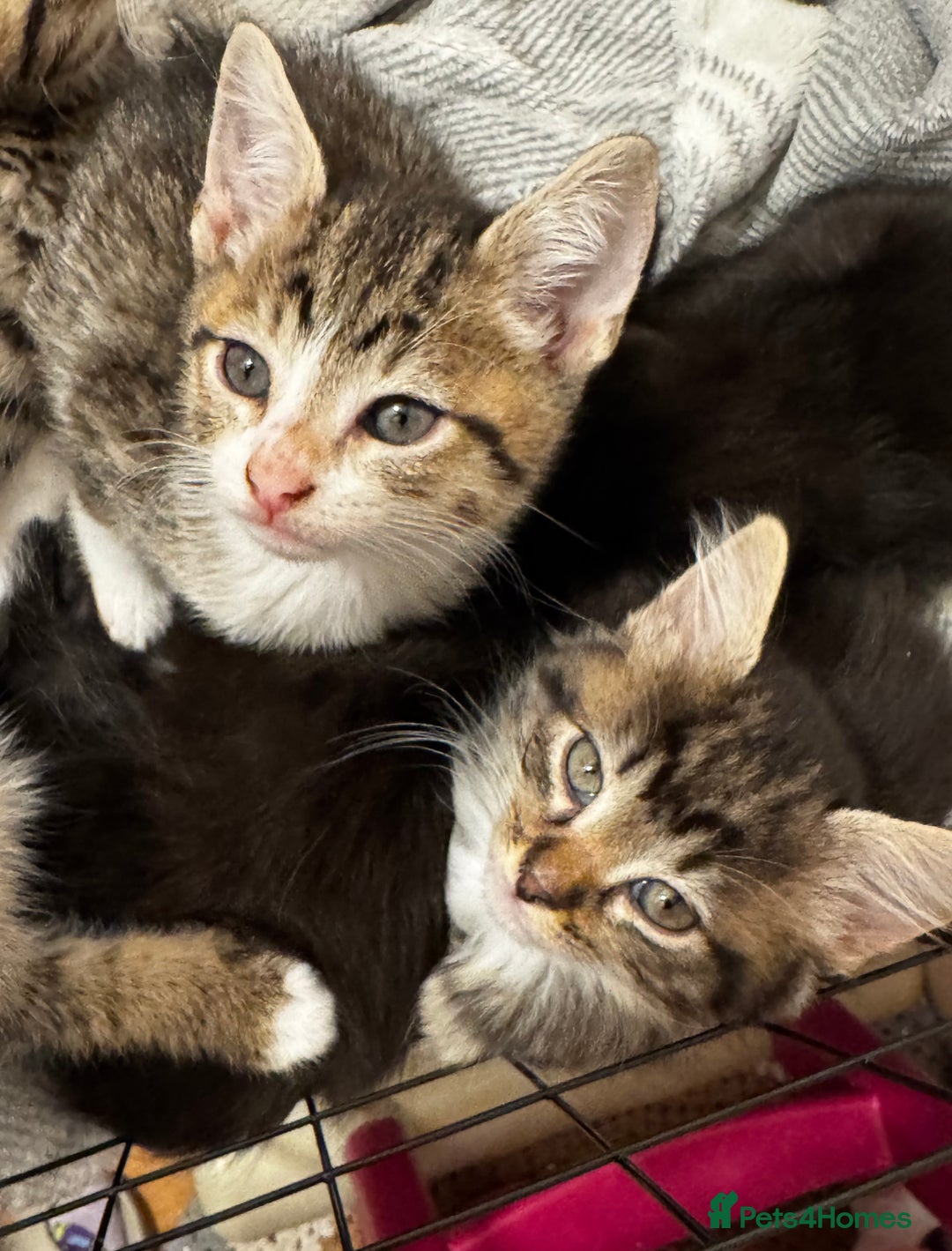 Mixed Breed cats for sale: Kittens 🐈🐈‍⬛ - Advert 2