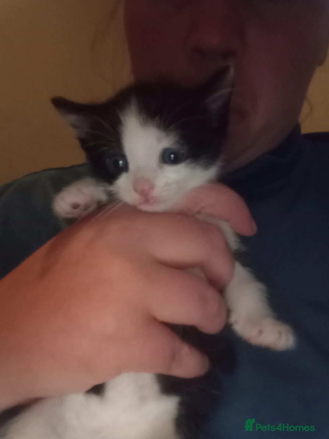 Mixed Breed rabbits for sale: 2 KITTENS LEFT ready now REDUCED STILL AVAILABLE  - Advert 4