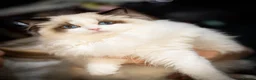 Ragdoll cats for sale: Exceptional ragdoll boy - Advert 4