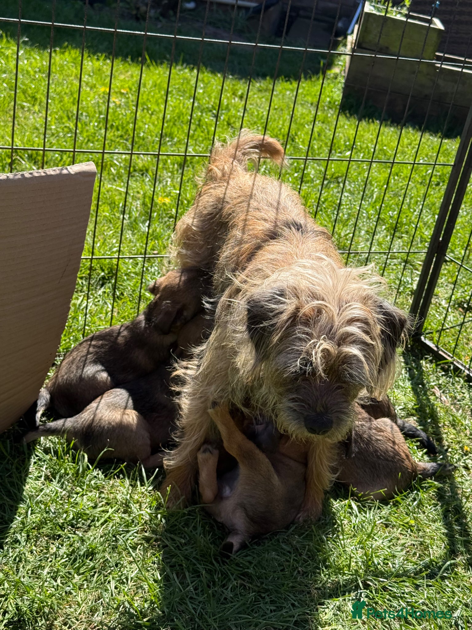 Border Terrier dogs KC Registered Border Terrier - Advert 2