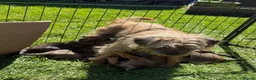 Border Terrier dogs for sale: KC Registered Border Terrier - Advert 1
