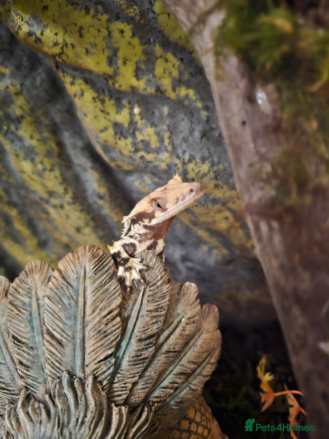 Gecko reptiles for sale: Lilly white crested gecko and viv - Advert 7