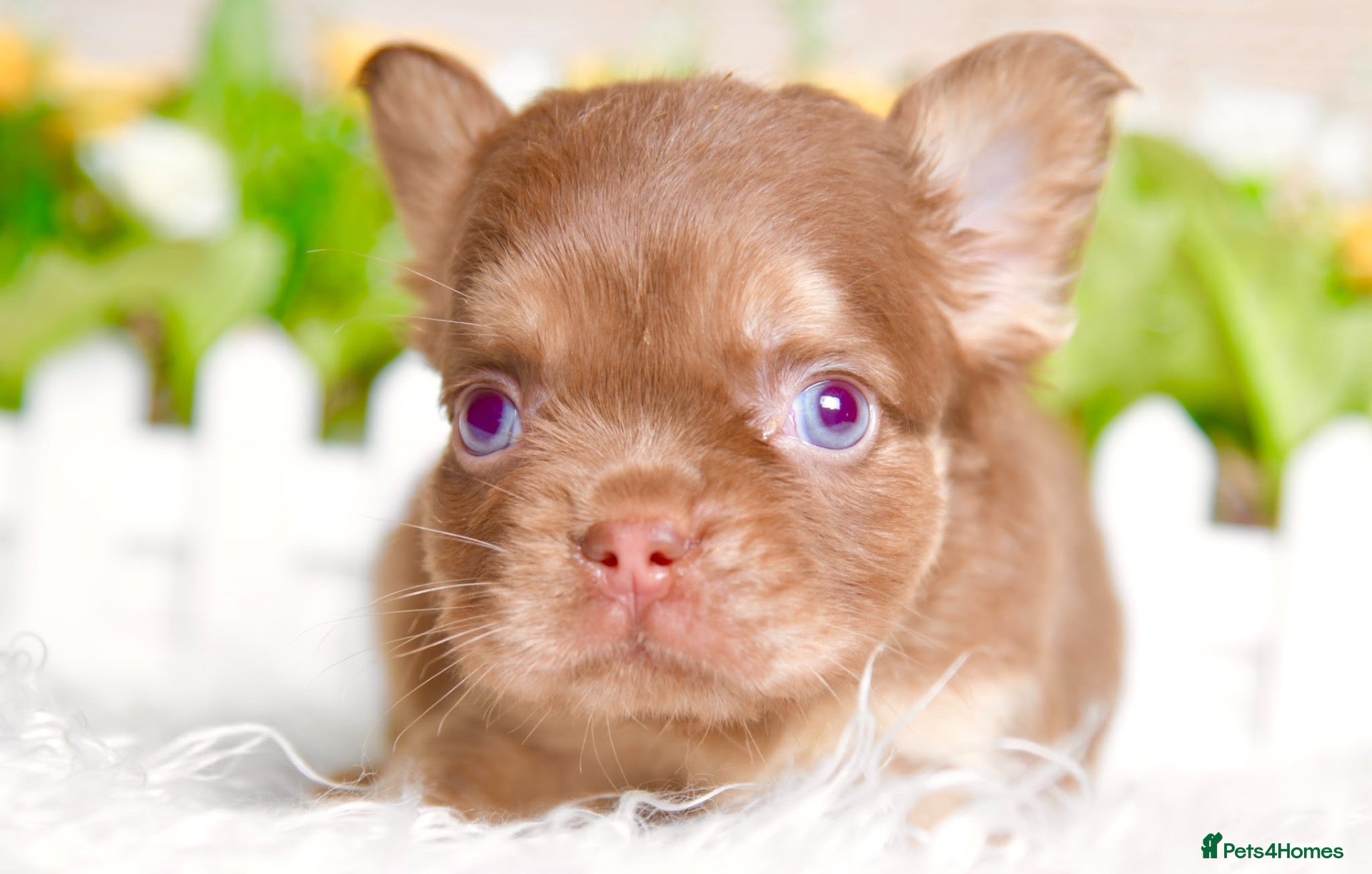 French Bulldog dogs Kc registered chocolate and tan frenchies - Advert 2