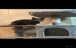 British Shorthair cats for sale: Malibu  - Image 2