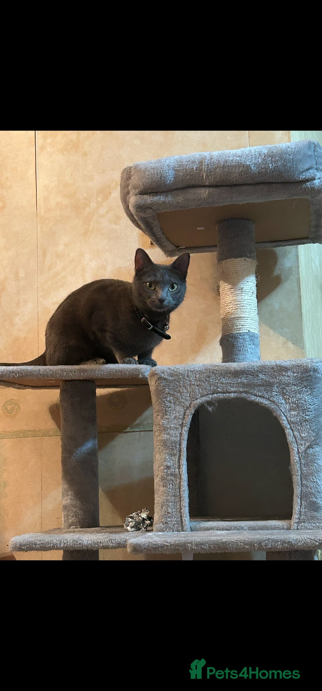 British Shorthair cats for sale: Malibu  - Image 2