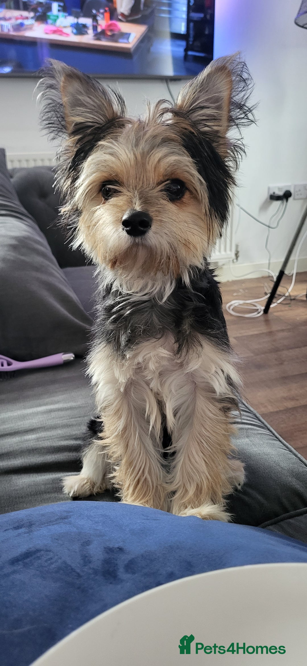 Chorkie dogs for sale: Chorkie puppies  - Advert 2