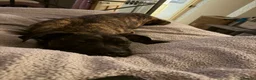 Cane Corso dogs for sale: Cane corso x with presa  - Advert 6