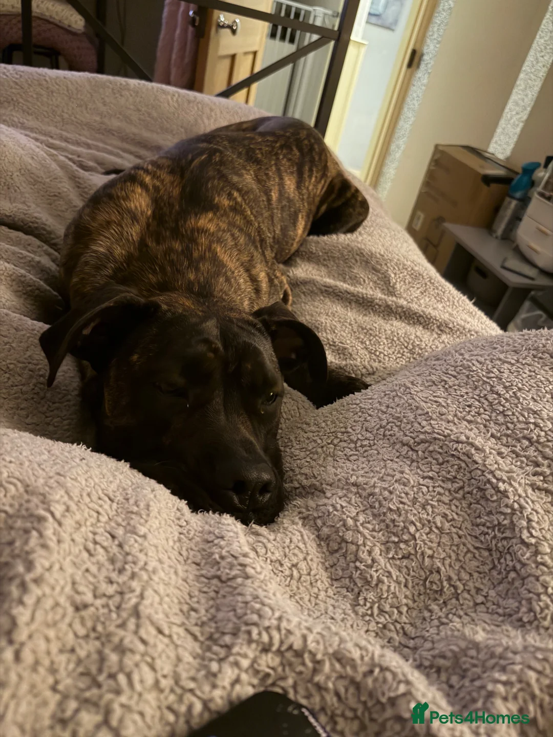 Cane Corso dogs for sale: Cane corso x with presa  - Advert 6