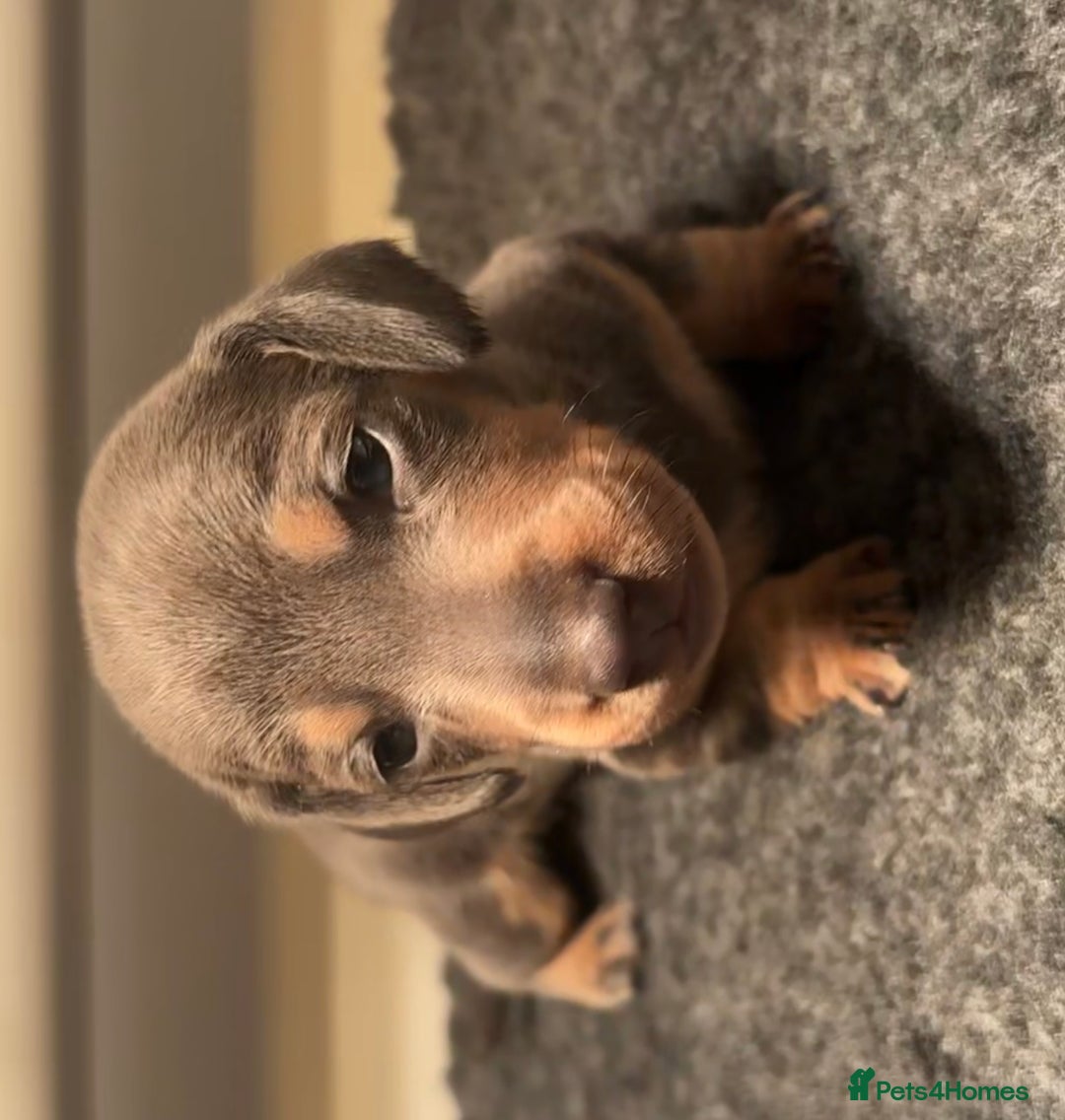 Miniature Dachshund dogs for sale: Blue & Tan Miniature Dachshund  - Advert 11