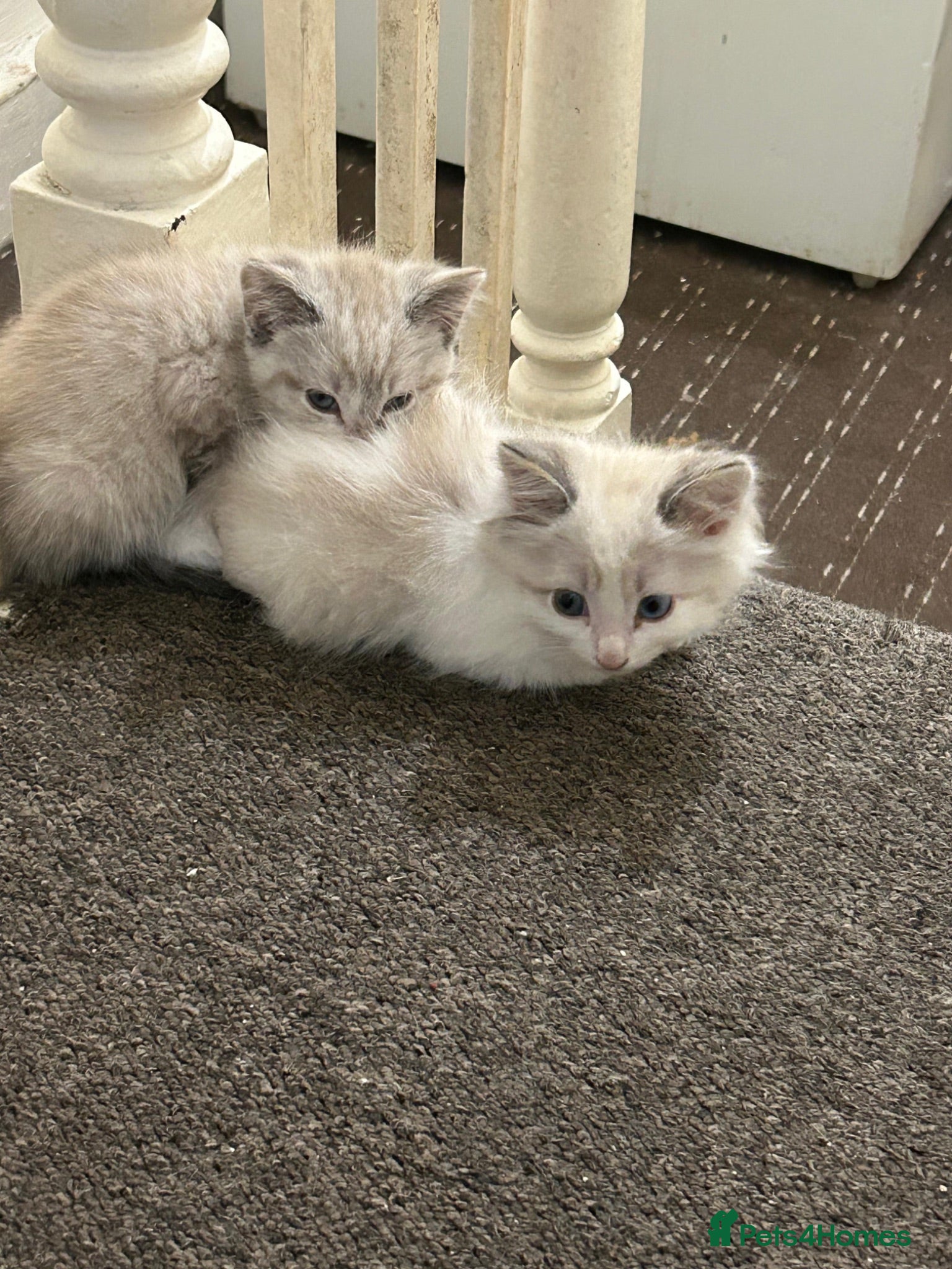 Siamese cats 2 kittens  - Advert 1