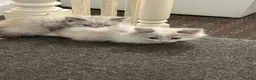 Siamese cats for sale: 2 kittens  - Advert 1
