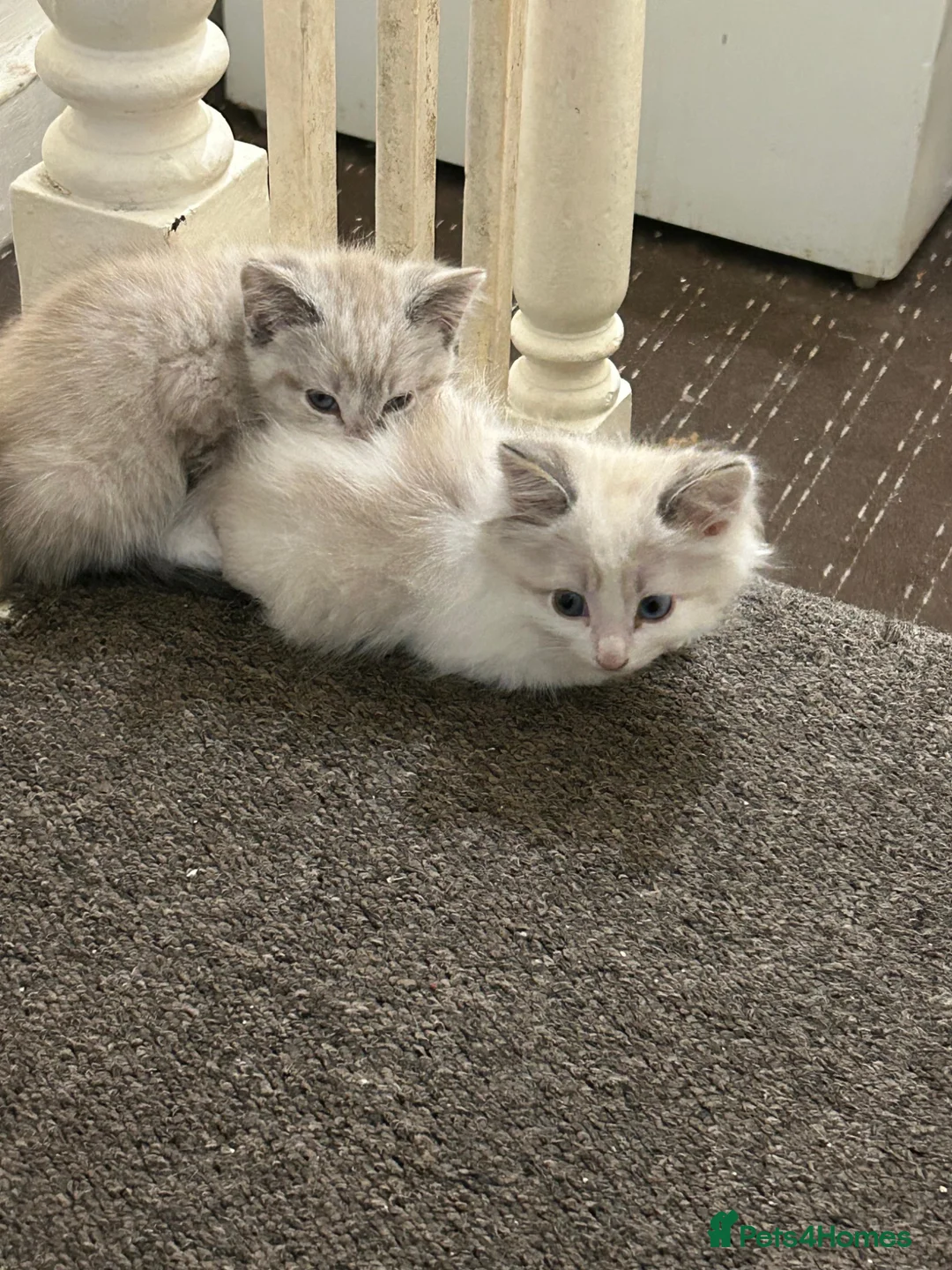 Siamese cats for sale: 2 kittens  - Advert 1