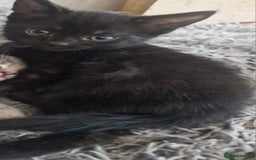 Mixed Breed cats for sale: 1 beautiful kitten - Image 2