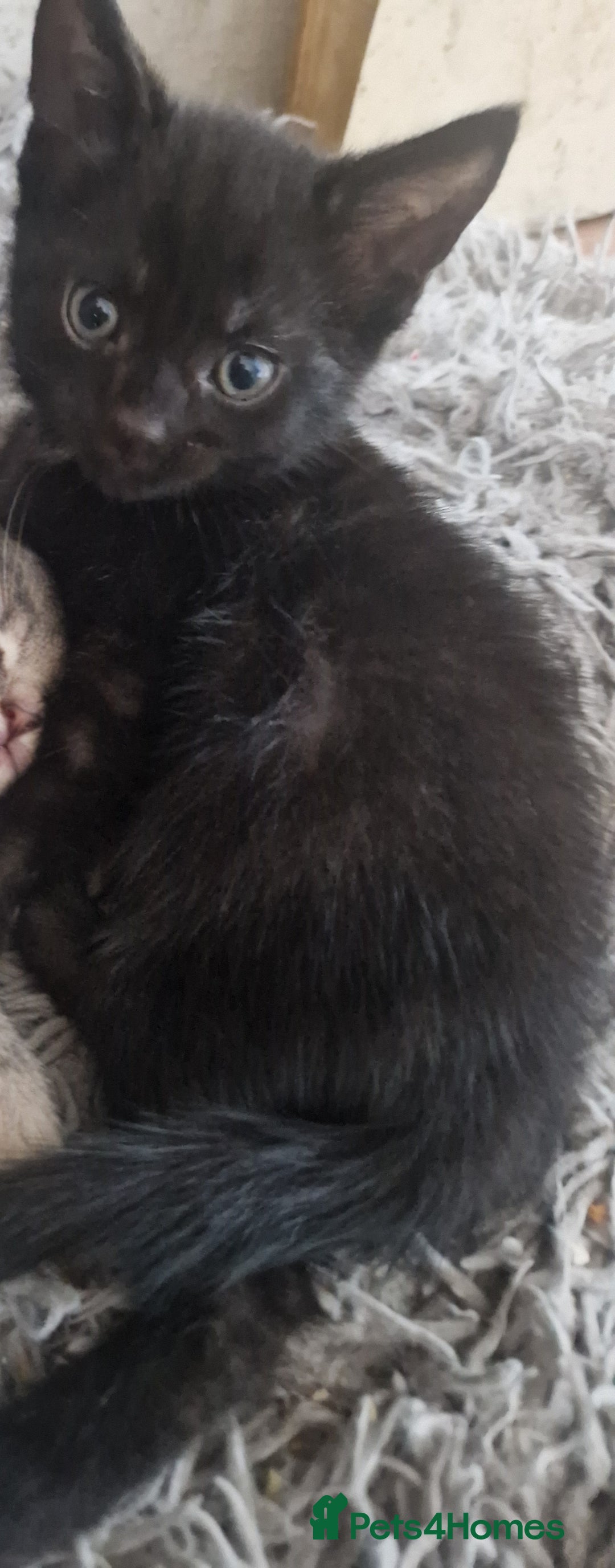 Mixed Breed cats for sale: 1 beautiful kitten - Image 2