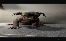Presa Canario dogs for sale: Black presa Canario puppies - Image 6