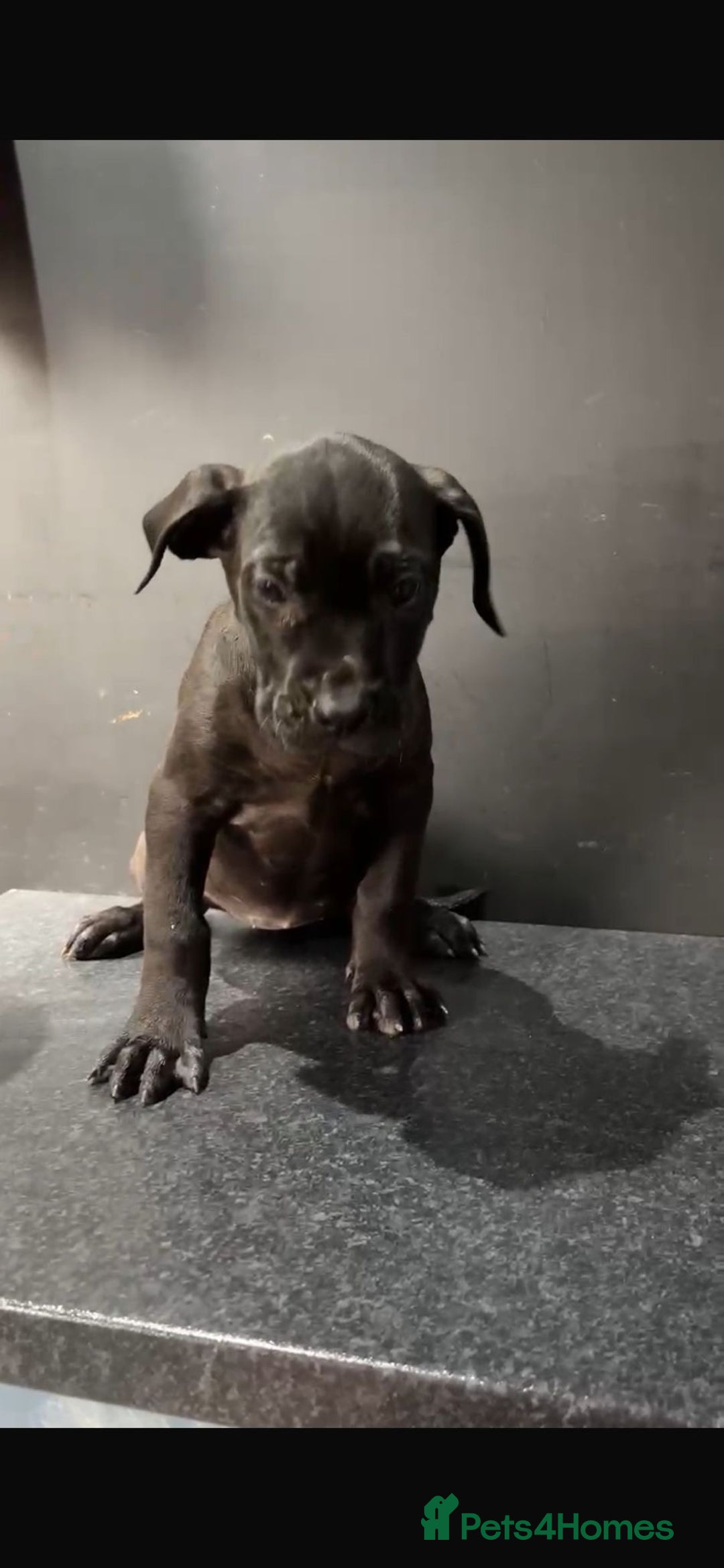 Presa Canario dogs for sale: Black presa Canario puppies - Image 6