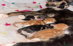 Domestic Shorthair cats for sale: 2 Ginger male kittens available  - Image 22