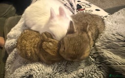 Netherland Dwarf rabbits for sale: Agouti netherland dwarf babies - Image 4