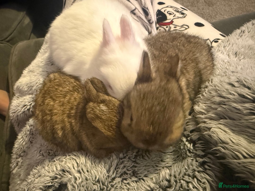 Netherland Dwarf rabbits for sale: Agouti netherland dwarf babies - Image 4