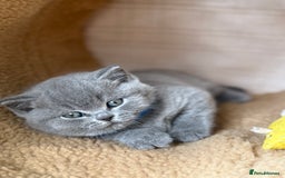 British Shorthair cats for sale: BRITISH BLUE PEDIGREE SHORTHAIR KITTENS - Image 2