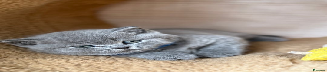 British Shorthair Kitten 1