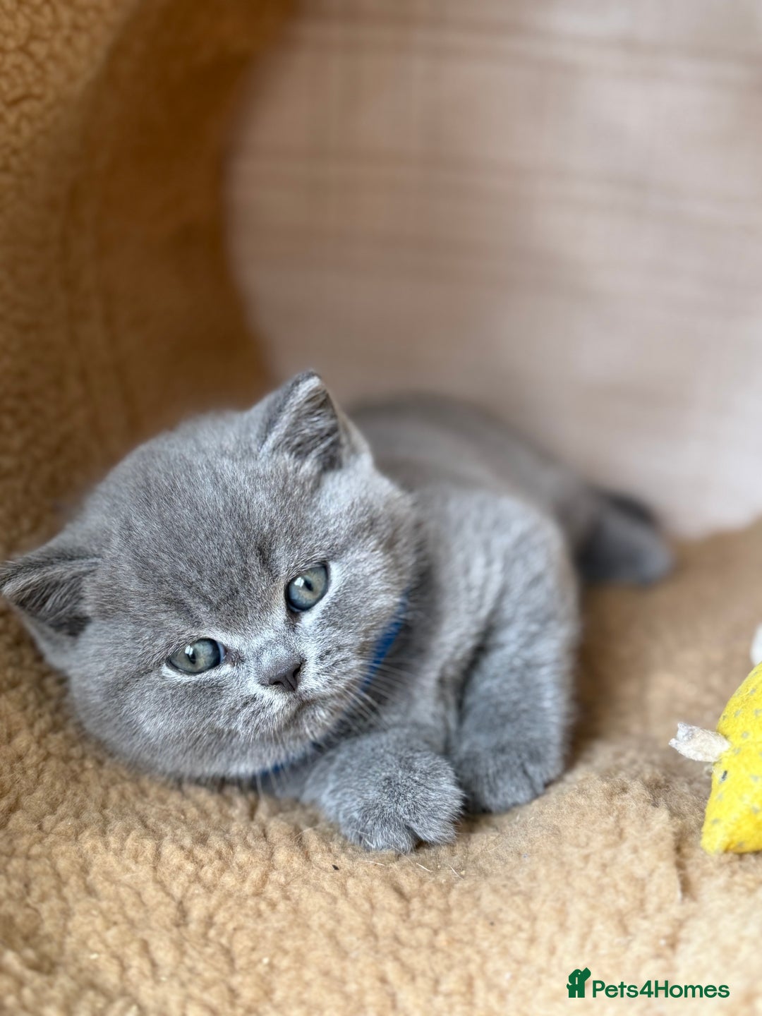 British Shorthair cats for sale: BRITISH BLUE PEDIGREE SHORTHAIR KITTENS - Image 2