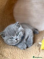 British Shorthair cats - Advert 4