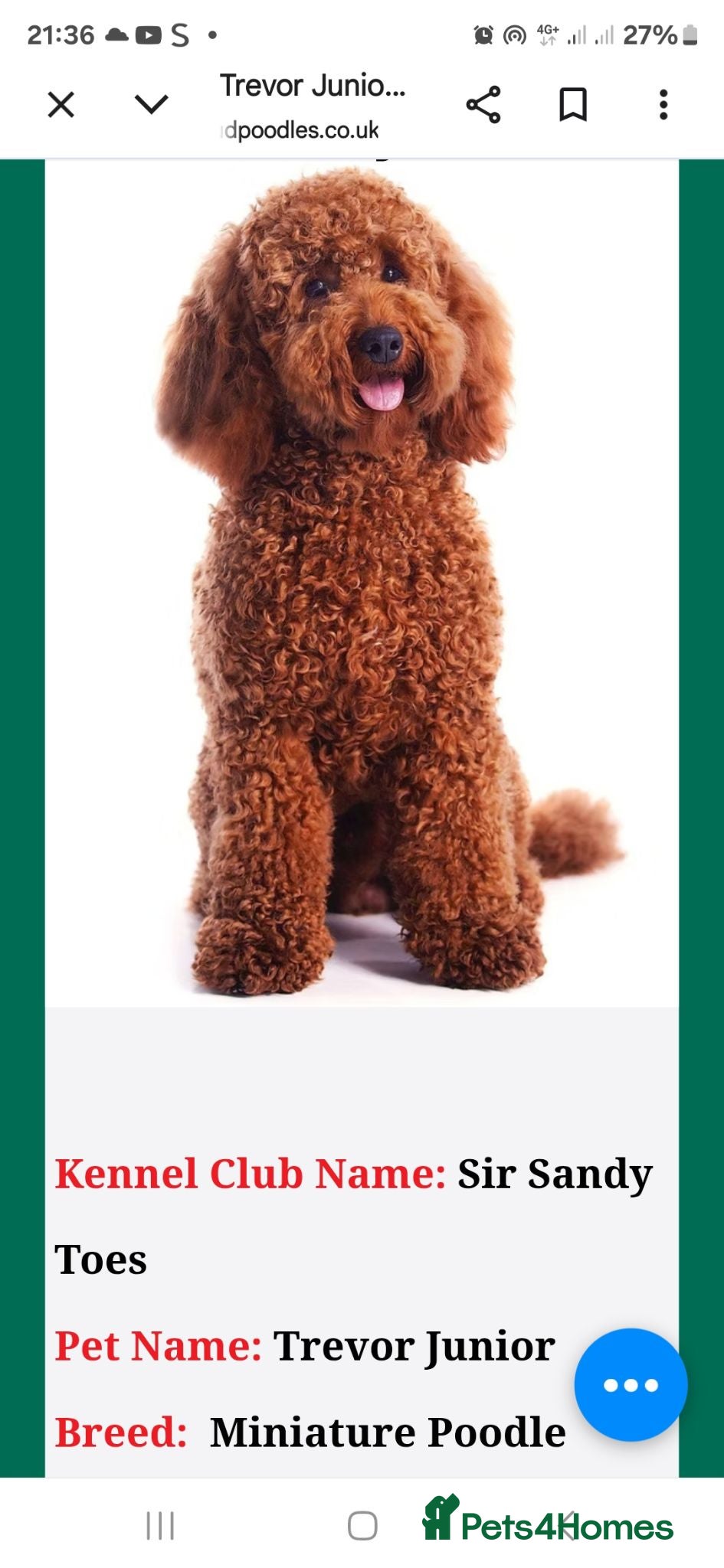 Cockapoo dogs VET CHECKED F1 BEAUTIFUL COCKAPOOS - Advert 2
