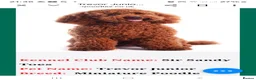 Cockapoo dogs for sale: VET CHECKED F1 BEAUTIFUL COCKAPOOS - Advert 2