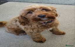 Cavapoo dogs for sale: Cavapoo Puppies for Sale F1B £950 - Image 6