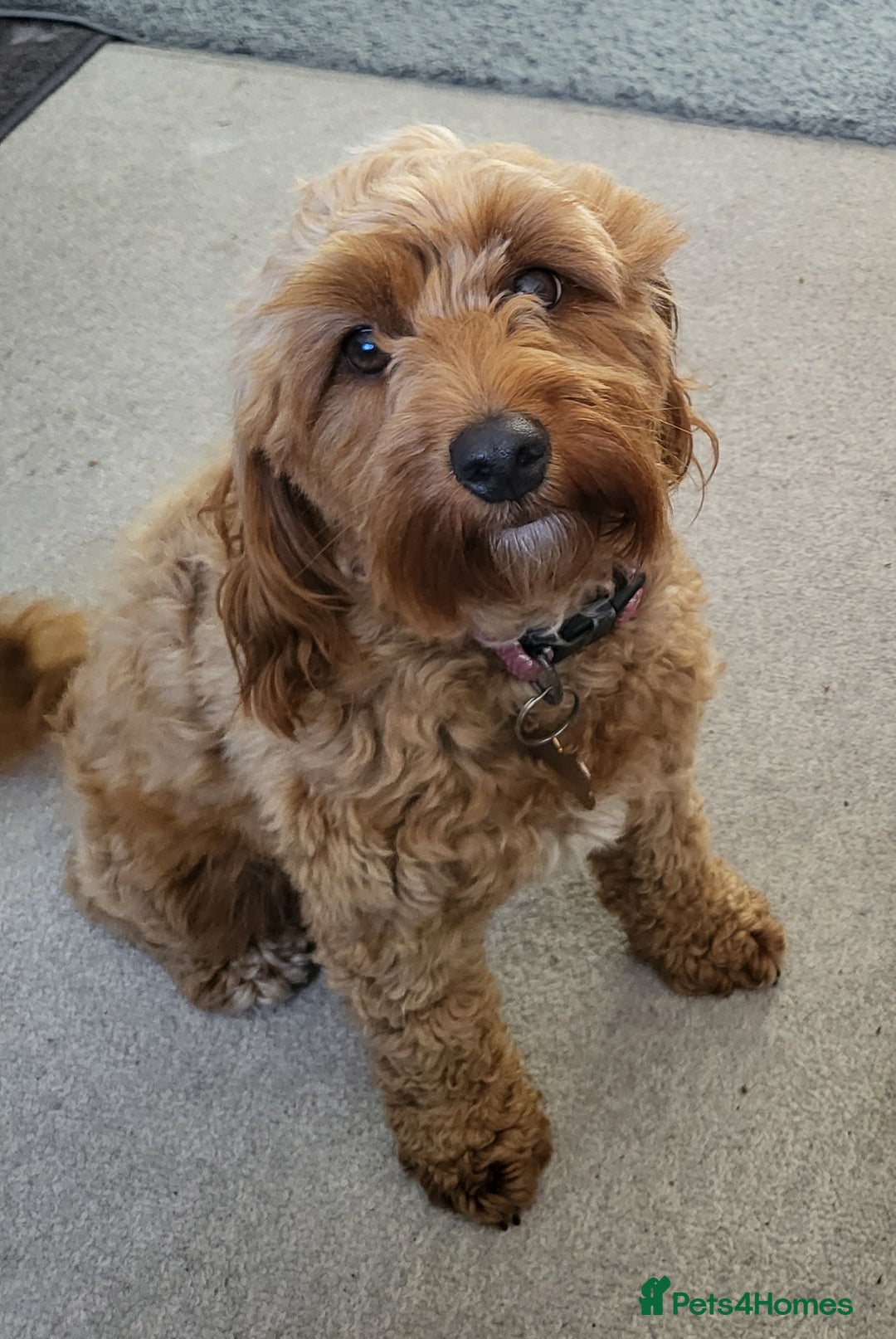 Cavapoo dogs for sale: Cavapoo Puppies for Sale F1B £950 - Image 6