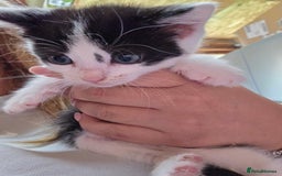 British Longhair cats for sale: 2 kittens ready to go  - Image 10
