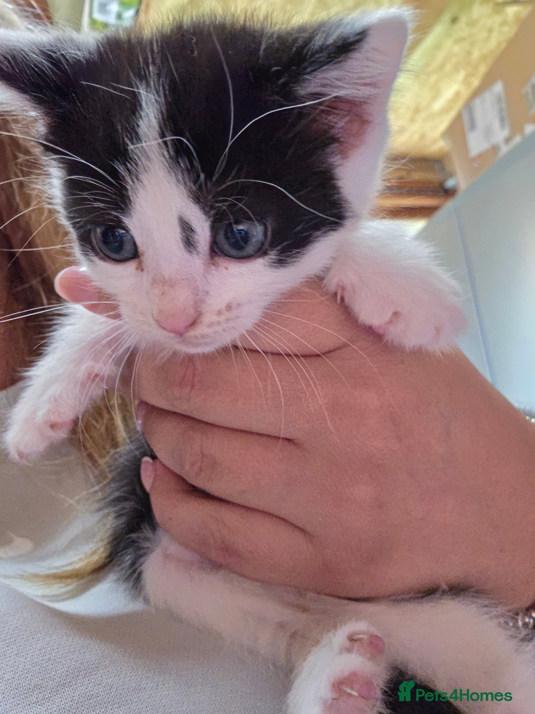 British Longhair cats for sale: 2 kittens ready to go  - Image 10