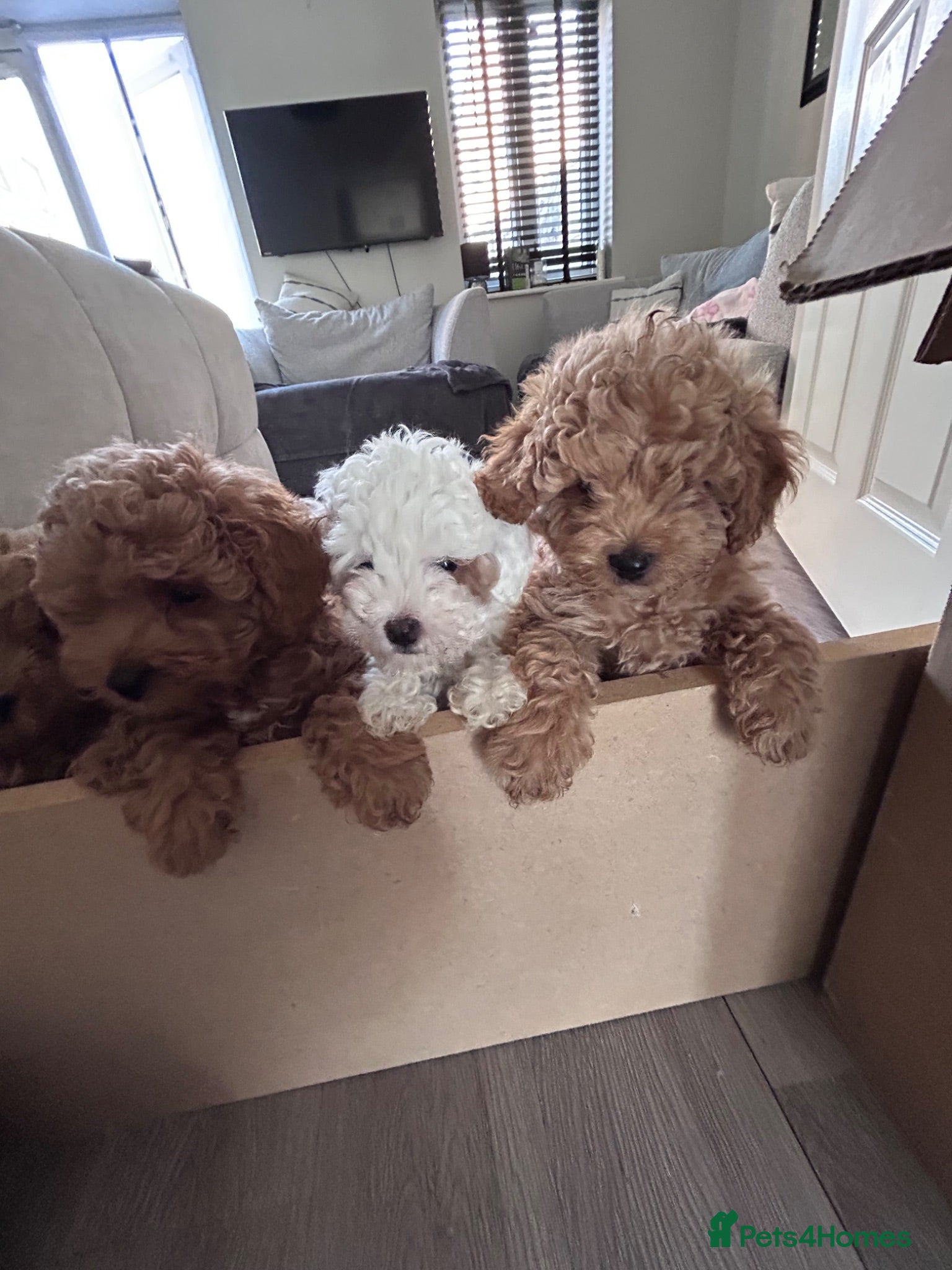 Cavapoo dogs Beautiful tiny f1bb cavapoo puppies PRA clear - Advert 6