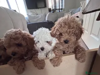 Cavapoo dogs Beautiful tiny f1bb cavapoo puppies PRA clear - Advert 6