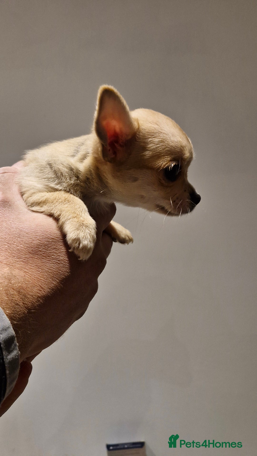 Chihuahua dogs for sale: 🐶READY TO LEAVE🐶 LAST ONE Tiny Chihuahua Puppies - Advert 22