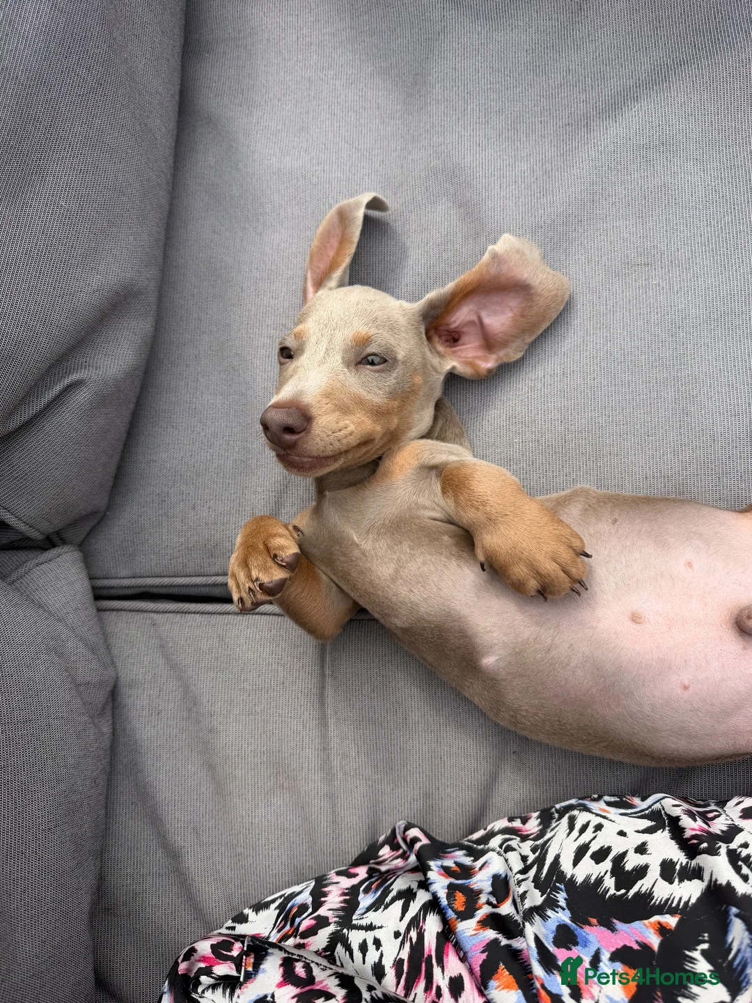 Dachshund dogs for sale: Dashhound - Advert 1